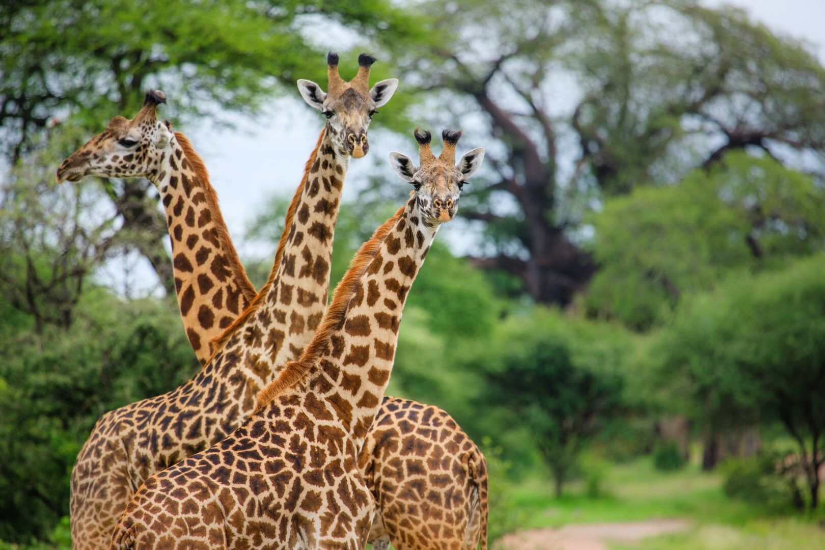La Tanzanie Autrement 11J/8N - 2026 pas cher photo 2