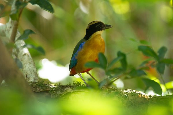 Circuit Du Parc National de Khao Sok aux Sables de Khao Lak pas cher photo 5