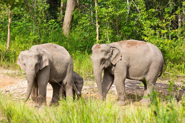 Circuit Du Parc National de Khao Sok aux Sables de Khao Lak pas cher photo 21