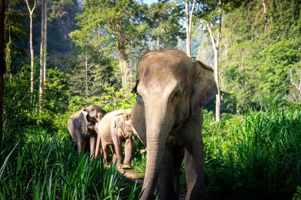 Circuit Du Parc National de Khao Sok aux Sables de Khao Lak pas cher photo 35