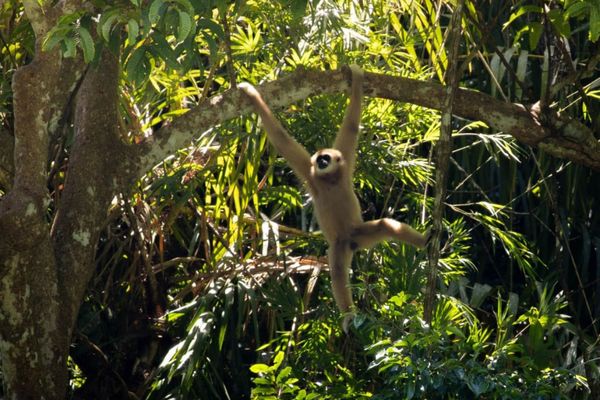 Circuit Du Parc National de Khao Sok aux Sables de Khao Lak pas cher photo 41