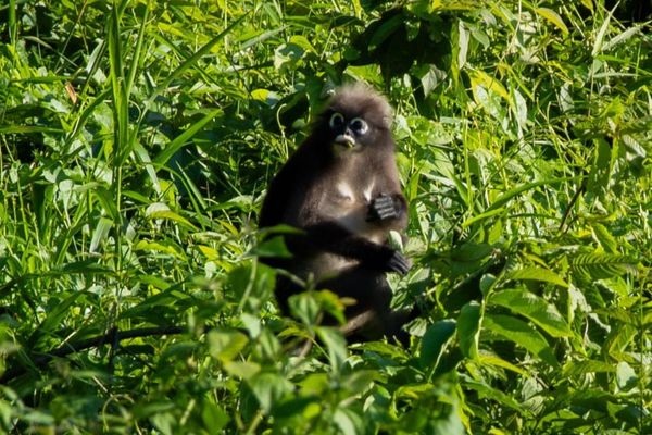 Circuit Du Parc National de Khao Sok aux Sables de Khao Lak pas cher photo 42