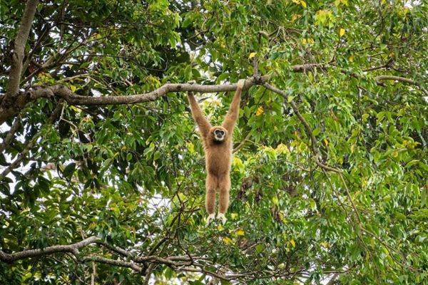 Circuit Du Parc National de Khao Sok aux Sables de Khao Lak pas cher photo 43