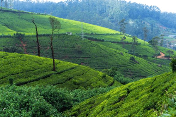 Circuit Des Merveilles du Sri Lanka 3* à la plage de Beruwela 3*Sup en Privatif pas cher photo 8