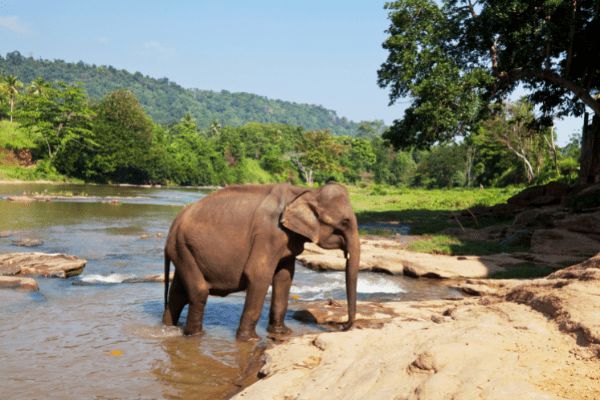 Circuit Des Merveilles du Sri Lanka 3* à la plage de Beruwela 3* Sup en Privatif pas cher photo 4