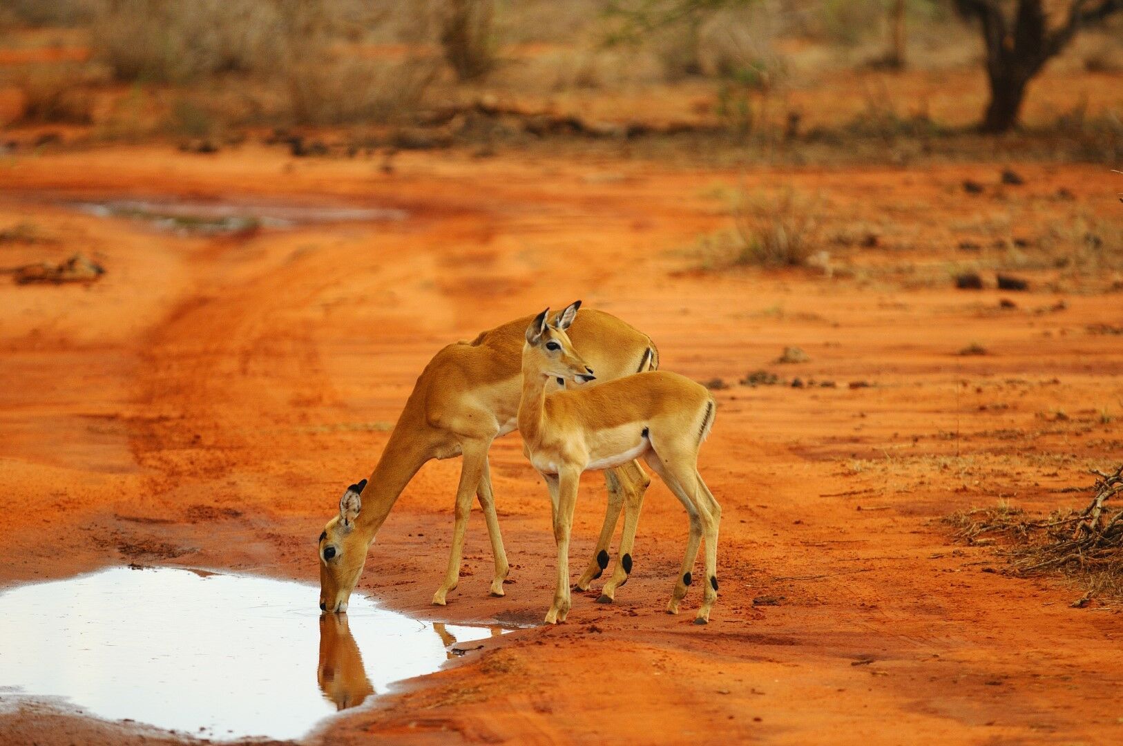 Détente à Mombasa & Safaris à Tsavo 10J/7N pas cher photo 5