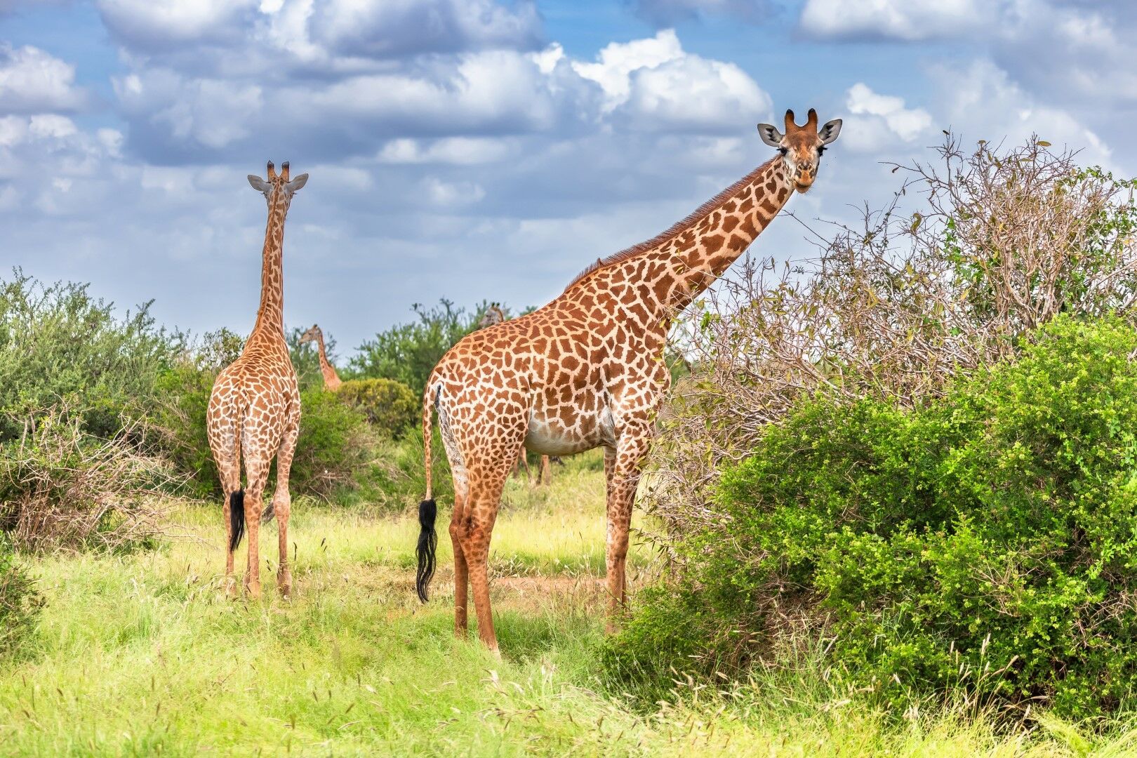 Détente à Mombasa & Safaris à Tsavo 10J/7N pas cher photo 8