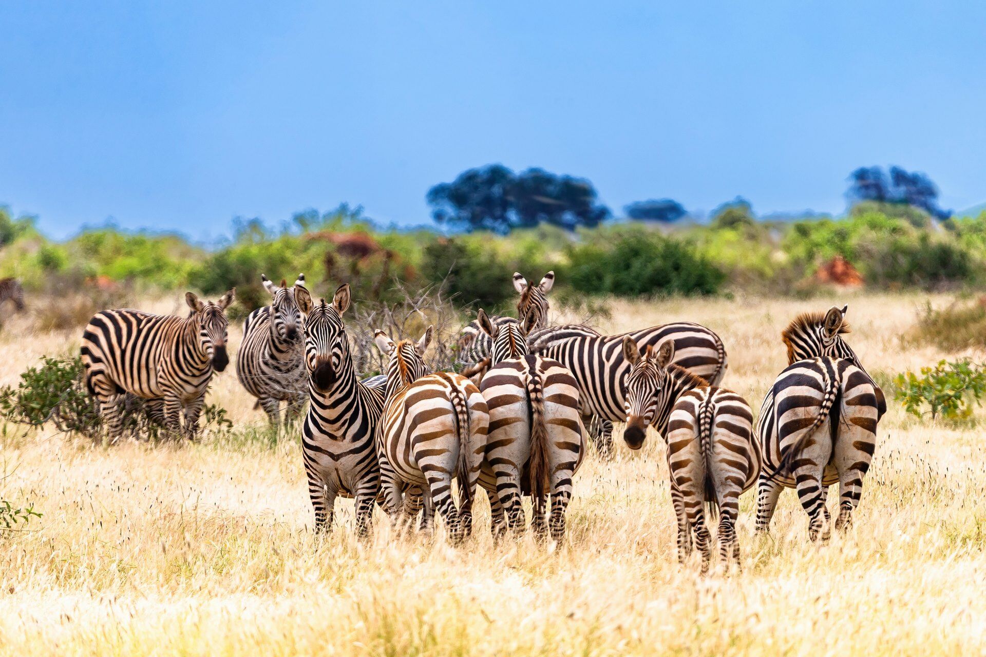 Entre nous : Trains, Savanes & Plages Kenyanes 9J/7N pas cher photo 4