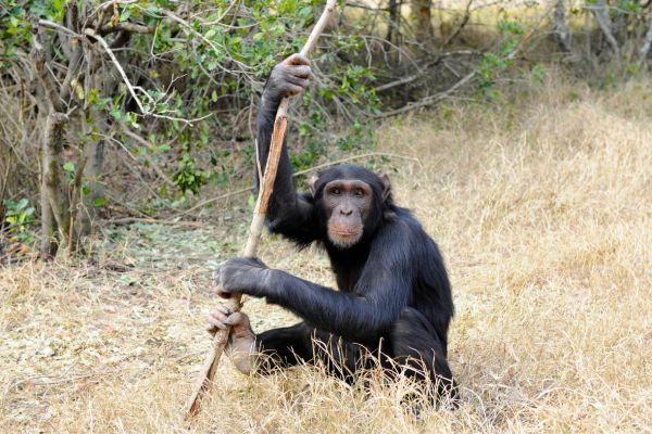 Circuit Safaris de Légende pas cher photo 8