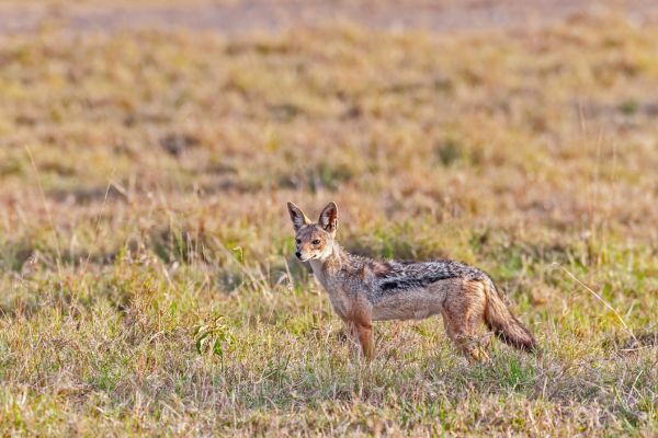 Circuit Safaris de Légende pas cher photo 10