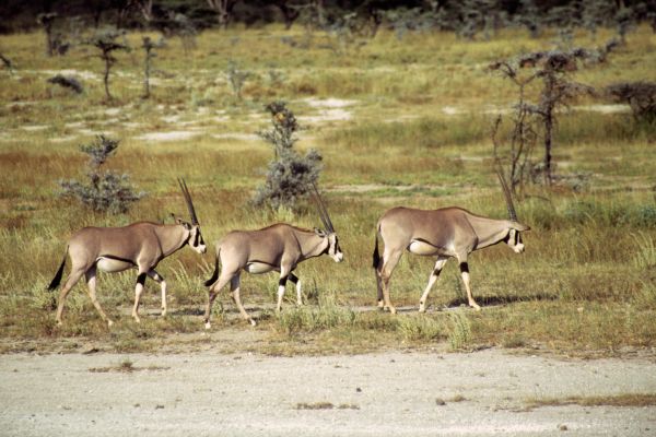 Circuit Safaris de Légende pas cher photo 13