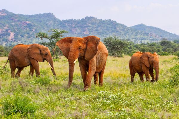 Circuit Safaris de Légende pas cher photo 15