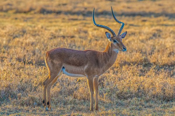 Circuit Safaris de Légende pas cher photo 16