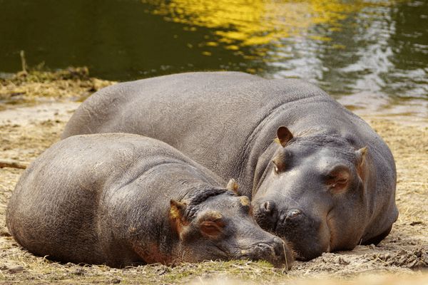 Circuit Safaris de Légende pas cher photo 18