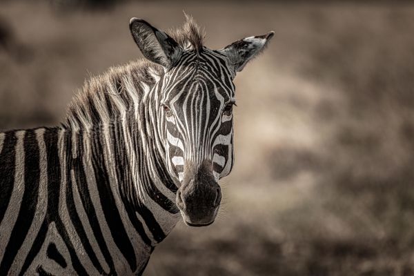 Circuit Safaris de Légende pas cher photo 22