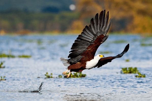 Circuit Safaris de Légende pas cher photo 24