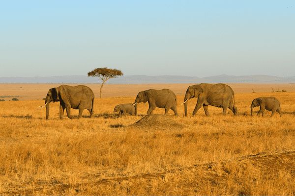 Circuit Safaris de Légende pas cher photo 25