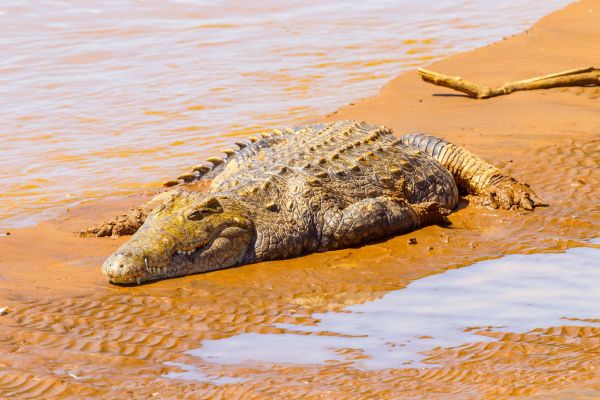 Circuit Safaris de Légende pas cher photo 26