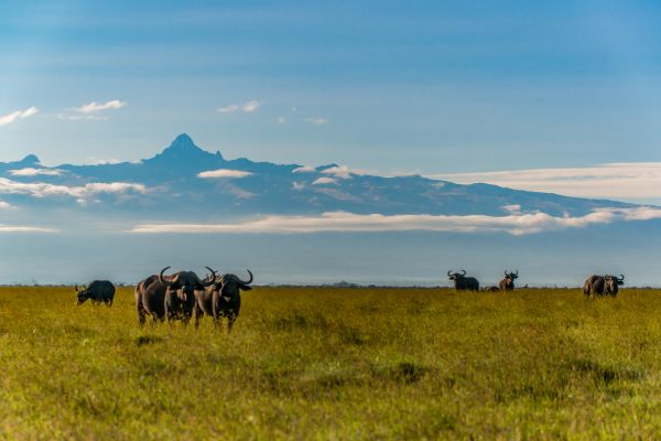 Circuit Safaris de Légende pas cher photo 27