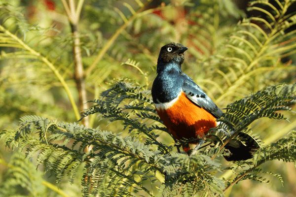 Circuit Safaris de Légende pas cher photo 21