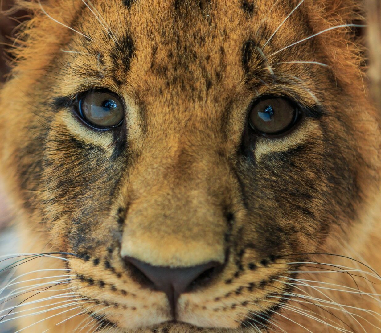 Au coeur de l'Afrique du Sud 10J/7N pas cher photo 5
