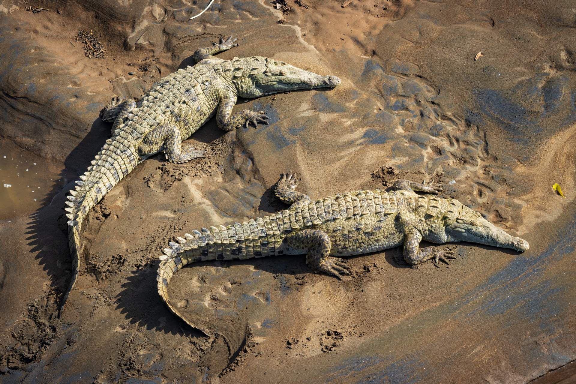 Trésors du Costa Rica - extension balnéaire Puntarenas - 14J/12N - Limité à 18 pers. pas cher photo 6