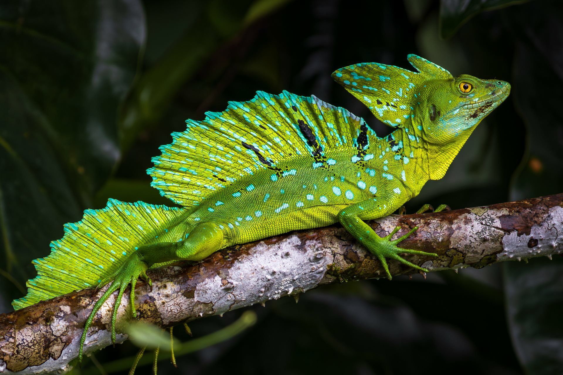 Trésors du Costa Rica - Tortuguero et séjour balnéaire - 17J/15N - Limité à 18 pers. pas cher photo 2
