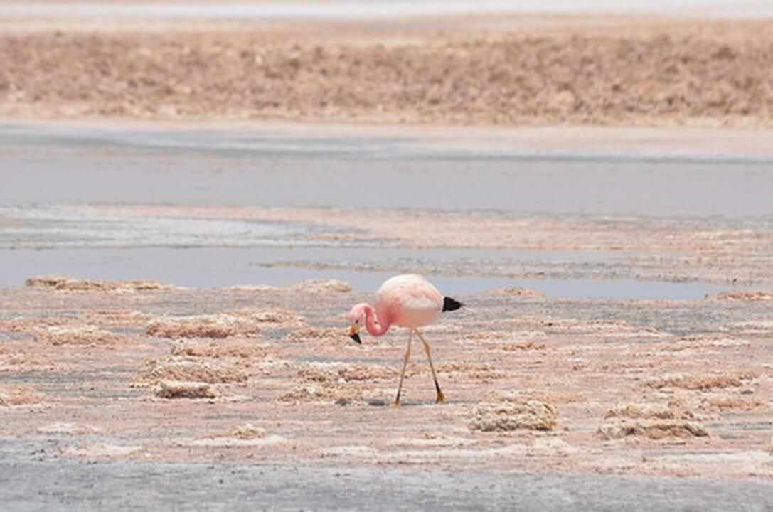 Circuit Privé au Chili, Voyage au Coeur de l'Atacama & île de Pâques pas cher photo 14