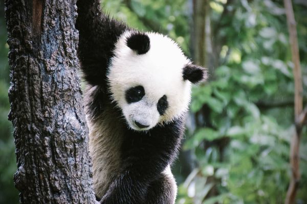 Circuit Pandas et Dragons en Privatif pas cher photo 2