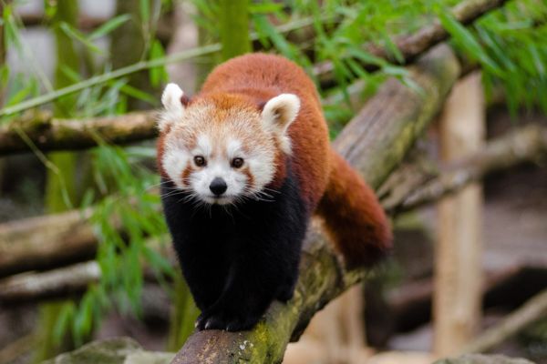 Circuit Pandas et Dragons en Privatif pas cher photo 12