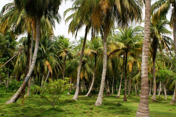 Circuit Les Incontournables de la Colombie en Privatif 2*Nouveauté 2026 2* pas cher photo 8