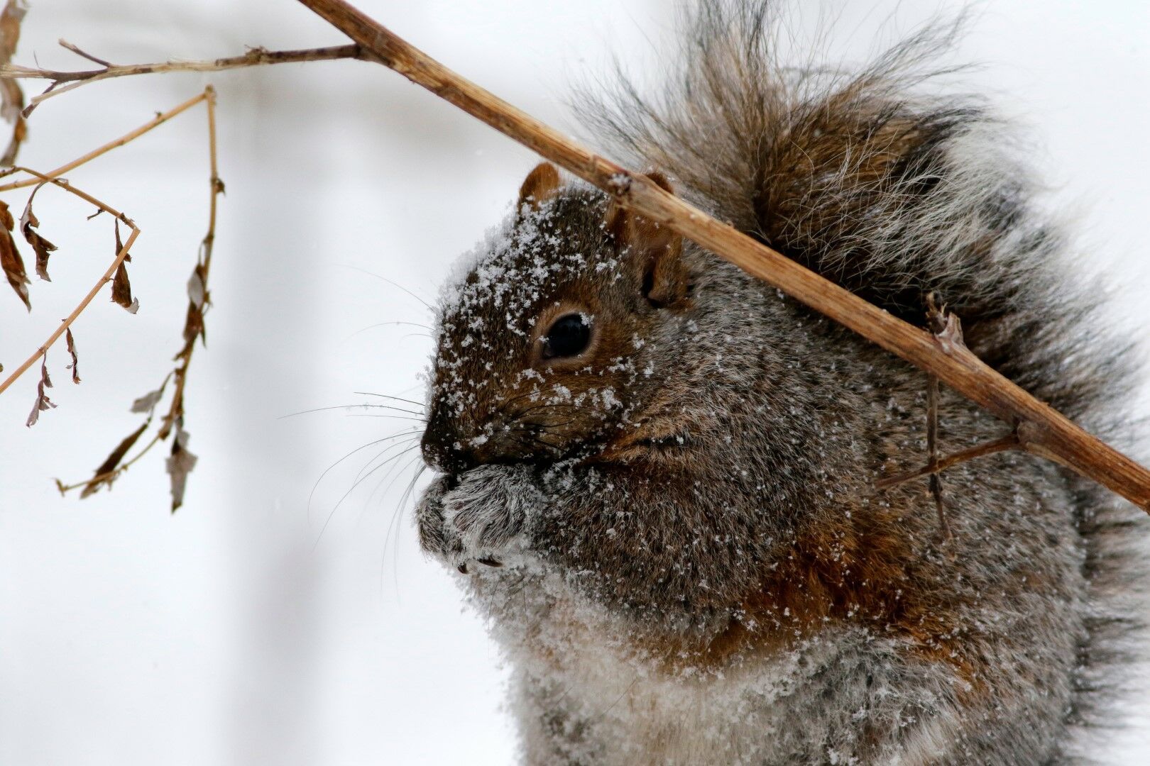 Autotour Entre Glace et érables - 9J/7N pas cher photo 1