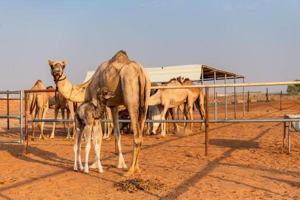 Circuit Emirats entre Dunes et Gratte-Ciels en Privatif pas cher photo 7