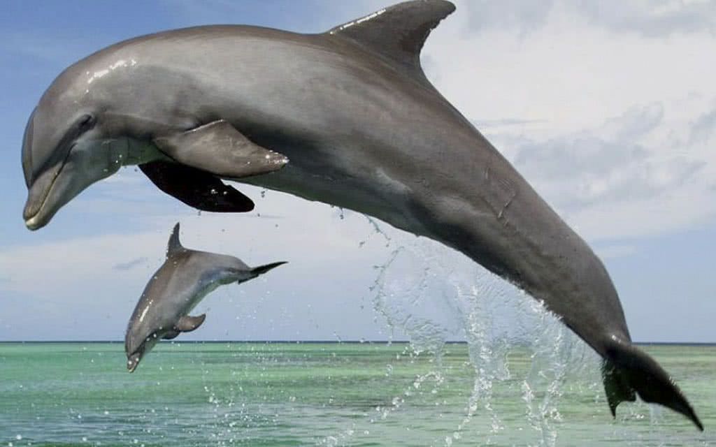 Combiné 2 îles Polynésie MAITAI 07 Nuits : Tahiti + Moorea Maitai Express Tahiti + Hôtel Kaveka - Mo pas cher photo 12