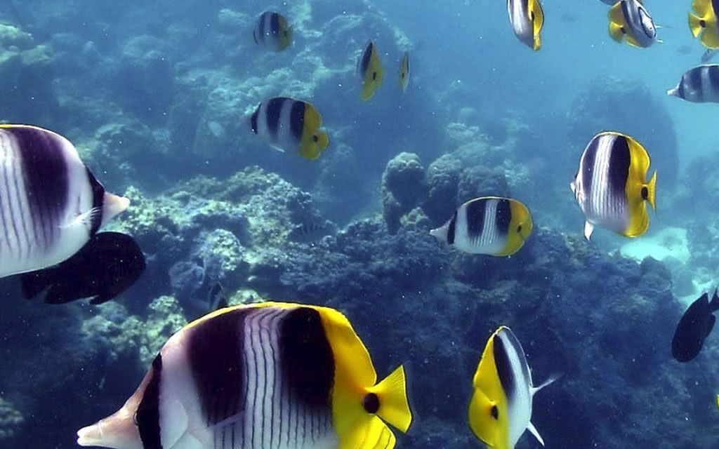 Combiné 2 îles Polynésie MAITAI 07 Nuits : Tahiti + Moorea Maitai Express Tahiti + Hôtel Kaveka - Mo pas cher photo 13