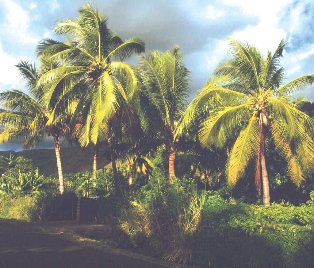 COMBINÉ 2 ILES RÉUNION + ILE MAURICE : Circuit Découverte + Hôtel Zilwa Attitude 10 nuits pas cher photo 8