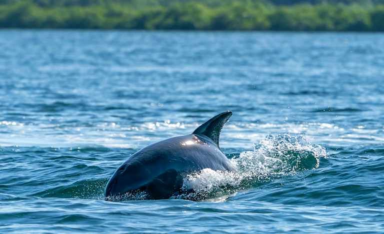 Découverte du Costa Rica avec séjour balnéaire au Panama - 3* pas cher photo 12