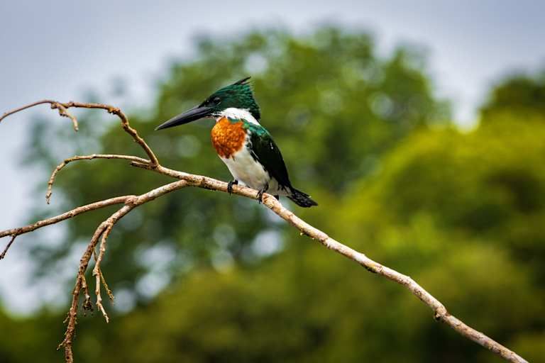 Découverte du Costa Rica avec séjour balnéaire au Panama - 3* pas cher photo 18