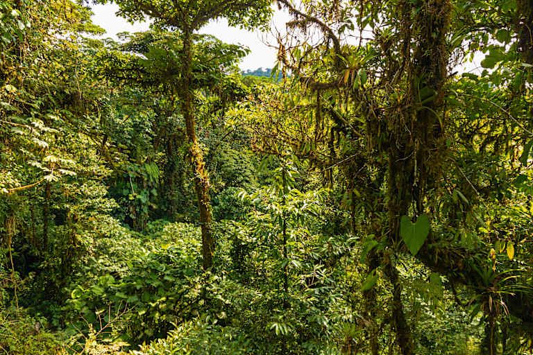 Découverte du Costa Rica avec séjour balnéaire au Panama - 3* pas cher photo 23