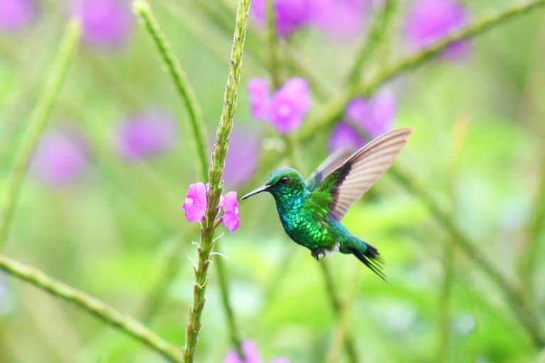 Découverte du Costa Rica avec séjour balnéaire au Panama - 3* pas cher photo 25