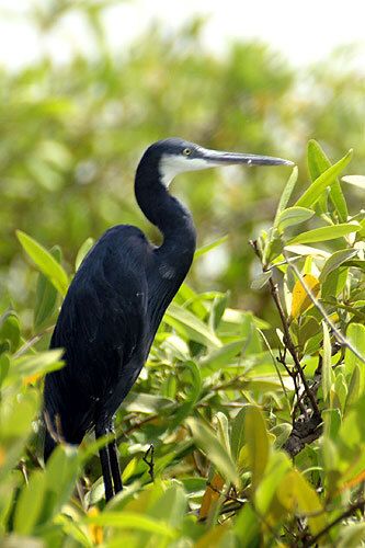 Circuit Privatif Du Siné Saloum aux Plages de la Petite Côte 3*-4* pas cher photo 11