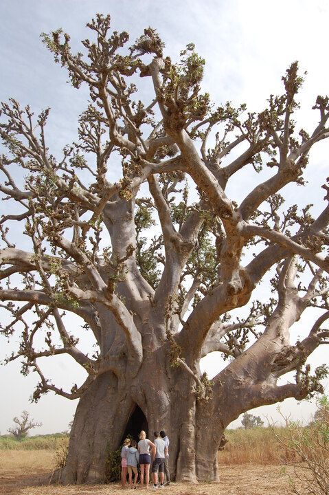 Circuit Privatif Du Siné Saloum aux Plages de la Petite Côte 3*-4* pas cher photo 22