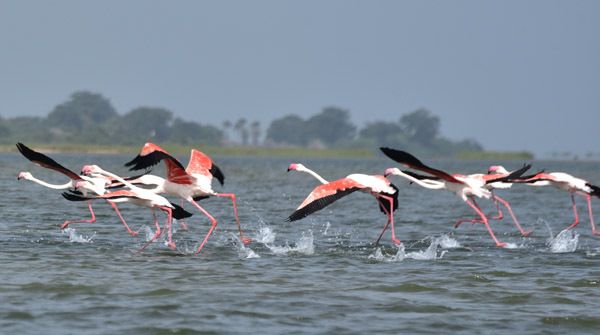 Circuit Privatif Du Siné Saloum aux Plages de la Petite Côte 3*-4* pas cher photo 40