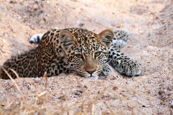 Circuit Du Parc Kruger au Cap de Bonne Espérance pas cher photo 2