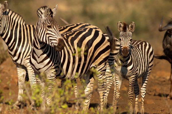 Circuit Du Parc Kruger au Cap de Bonne Espérance pas cher photo 24