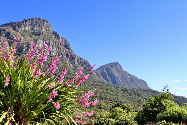 Circuit Du Parc Kruger au Cap de Bonne Espérance pas cher photo 33