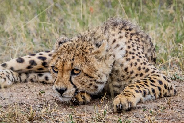 Circuit Aventures Australes, de l'Afrique du Sud au Botswana pas cher photo 17