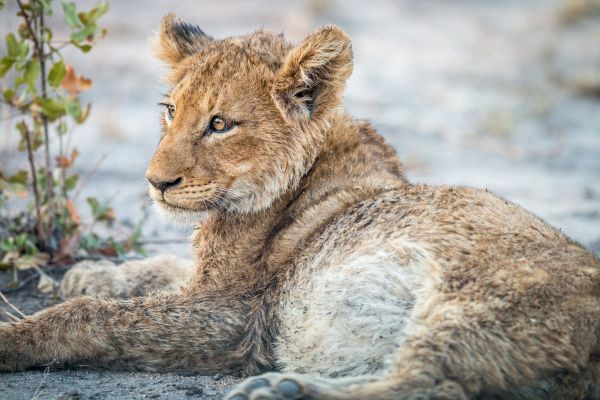 Circuit Du Parc Chobe au Cap de Bonne Espérance pas cher photo 7