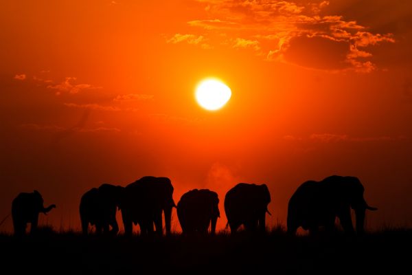 Circuit Du Parc Chobe au Cap de Bonne Espérance pas cher photo 38