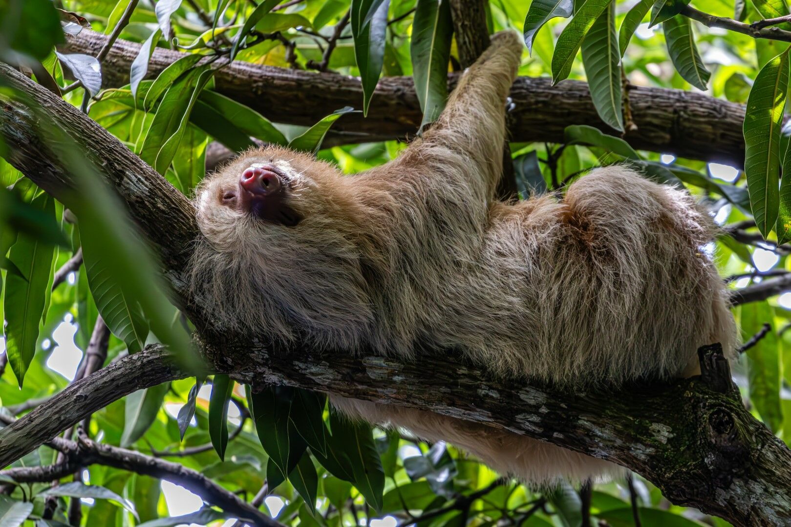 Découverte du Costa Rica et du Panama- Pré tour Tortuguero - 16J/14N - Limité à 18 pers. pas cher photo 4